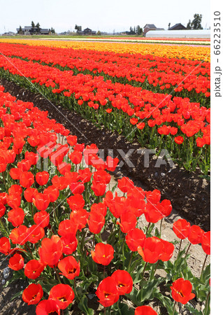 チューリップ畑 チューリップ畑 66223510