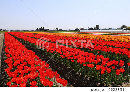 チューリップ畑 66223514