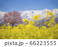 野平の桜 66223555