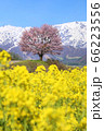 野平の桜 66223556