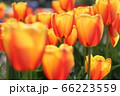 チューリップフェア 66223559