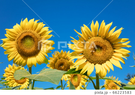 ヒマワリの花 ヒマワリの花 66223583