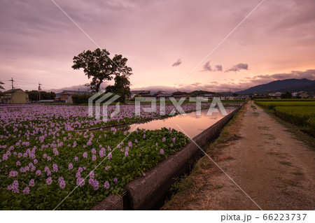 奈良県 本薬師寺跡 ホテイアオイ 奈良県 本薬師寺跡 ホテイアオイ 66223737