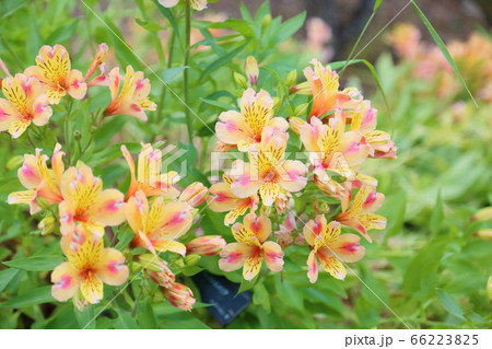 アルストロメリアの花の写真素材