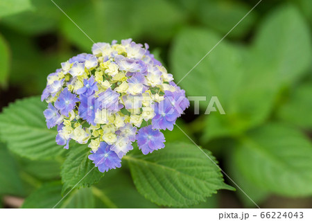 アジサイ アジサイ 66224043
