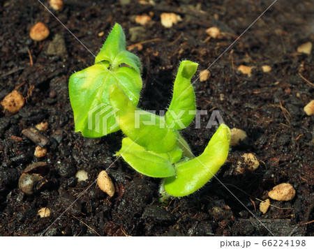 オクラの葉 66224198