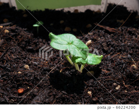 家庭菜園のオクラ 家庭菜園のオクラ 66224200
