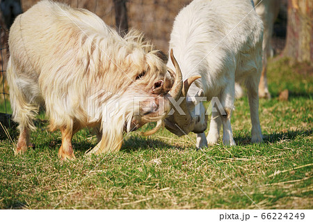 角をぶつけ合いながら遊ぶ二頭の山羊の写真素材