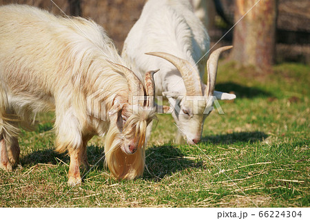 仲良く並んで…二頭の山羊 仲良く並んで…二頭の山羊 66224304