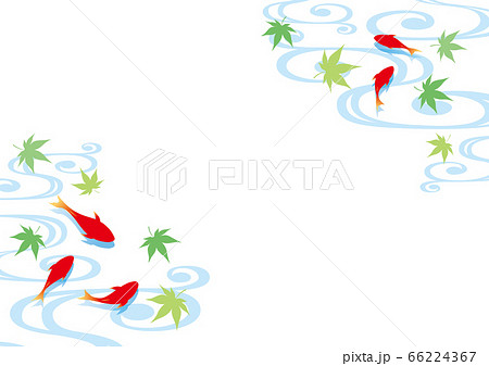金魚と波紋と青紅葉 夏 背景のイラスト素材
