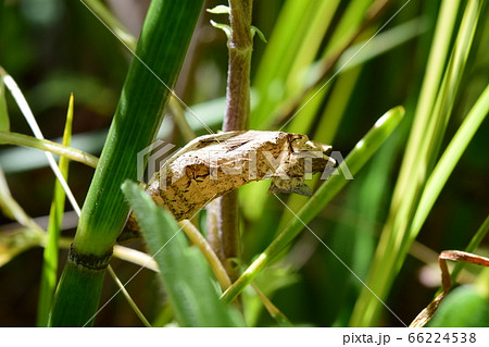 アゲハチョウの蛹 茶色 殻の写真素材