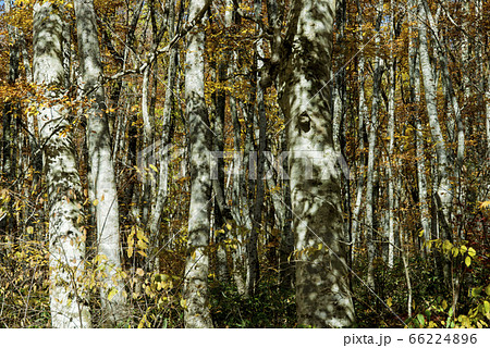 紅葉シーズンの大山の美しいブナの森 (鳥取県) 66224896