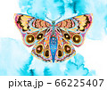 Watercolor 66225407