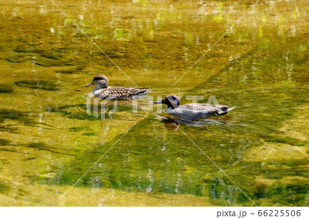 渡り鳥:コガモ&:ツガイ:天の川 渡り鳥:コガモ&:ツガイ:天の川 66225506