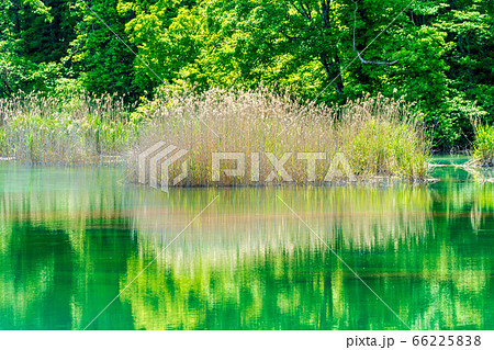 五色沼自然探勝路の新緑風景　るり沼の水辺　福島県北塩原村 66225838