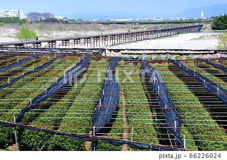 茶畑と流れ橋 茶畑と流れ橋 66226024