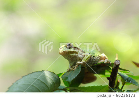 薔薇の葉の上で、進路を見つめるアマガエル 66226173