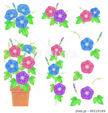 手描き夏素材 朝顔 朝顔鉢植え 色鉛筆のイラスト素材