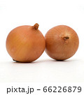 onions isolated on white 66226879