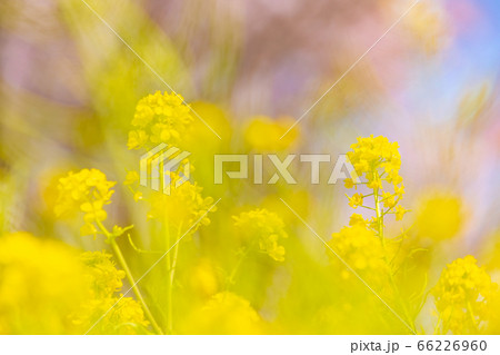 風に揺れる菜の花 66226960