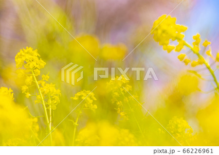 風に揺れる菜の花 風に揺れる菜の花 66226961