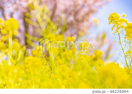 風に揺れる菜の花 風に揺れる菜の花 66226964