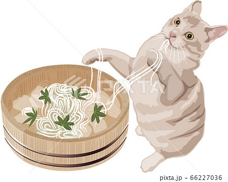 そうめんを食べる猫のイラスト素材