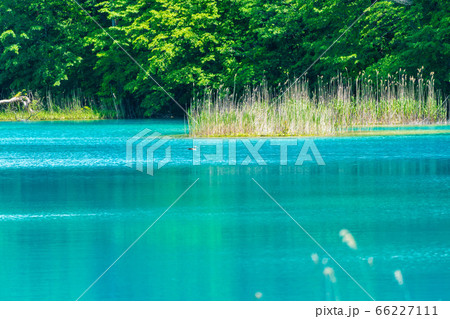 初夏の五色沼自然探勝路の風景 弁天沼と湖畔の木々 福島県北塩原村 初夏の五色沼自然探勝路の風景 弁天沼と湖畔の木々 福島県北塩原村 66227111
