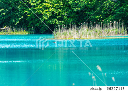 初夏の五色沼自然探勝路の風景 弁天沼と湖畔の木々 福島県北塩原村 初夏の五色沼自然探勝路の風景 弁天沼と湖畔の木々 福島県北塩原村 66227113