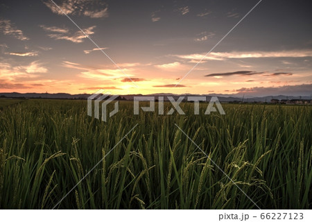 絶景 田んぼの夕陽 田舎 風景 夕日 田園 ear of rice 実りの秋 稲穂 収穫 会津 絶景 田んぼの夕陽 田舎 風景 夕日 田園 ear of rice 実りの秋 稲穂 収穫 会津 66227123