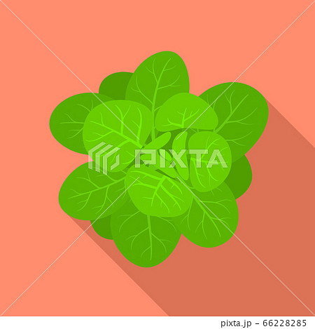 Green spinach icon, flat style Green spinach icon, flat style 66228285