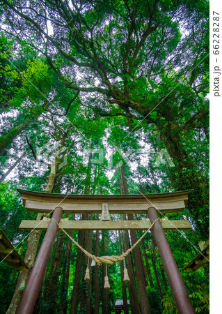 【千葉県】白山神社の鳥居 【千葉県】白山神社の鳥居 66228287