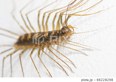 ゲジゲジ ゲジゲジ 66228298