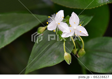 ノハカタカラクサ（野博多唐草） 66228827