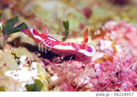 ウミウシ 66228957