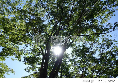 新緑と木漏れ日 66229042