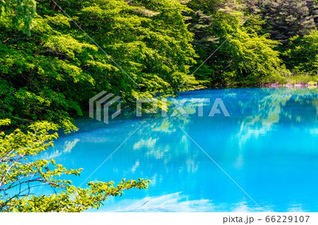 初夏の五色沼自然探勝路の風景　青沼と湖畔の木々　福島県北塩原村 66229107