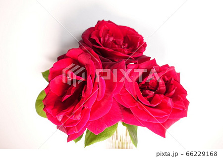 バラ 薔薇 ばら バラ 薔薇 ばら 66229168