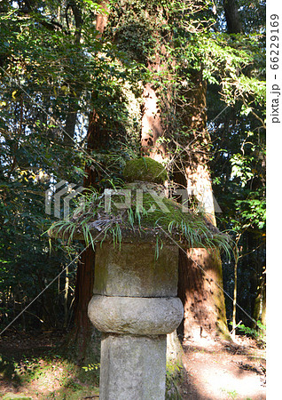 苔むした石塔（宇佐神宮／大分県宇佐市） 66229169