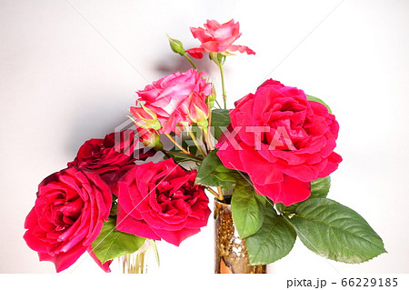バラ 薔薇 ばら バラ 薔薇 ばら 66229185
