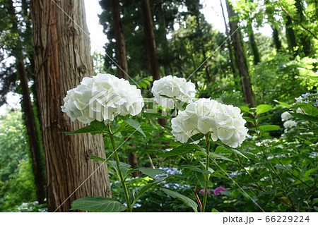 アジサイ　あじさい　紫陽花 66229224