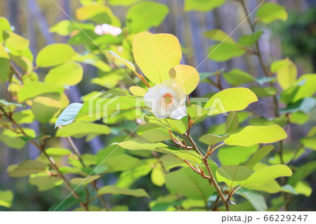 オオヤマレンゲの花 66229247