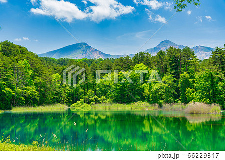 五色沼自然探勝路の新緑風景 るり沼と磐梯山 福島県北塩原村 五色沼自然探勝路の新緑風景 るり沼と磐梯山 福島県北塩原村 66229347
