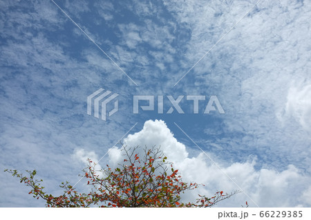 Single tree and sky, clouds , Natural background , Single tree and sky, clouds , Natural background , 66229385