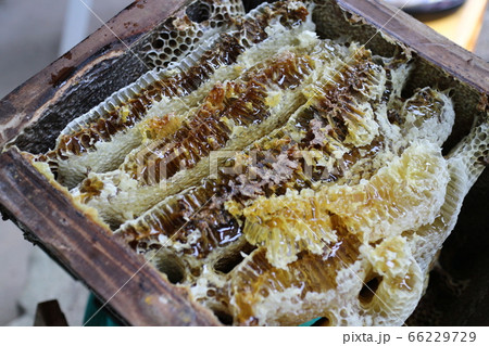 巣蜜 ミツバチ 日本ミツバチの蜂蜜採取作業実写 素材 背景の写真素材
