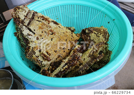 巣蜜 ミツバチ 日本ミツバチの蜂蜜採取作業実写 素材 背景の写真素材