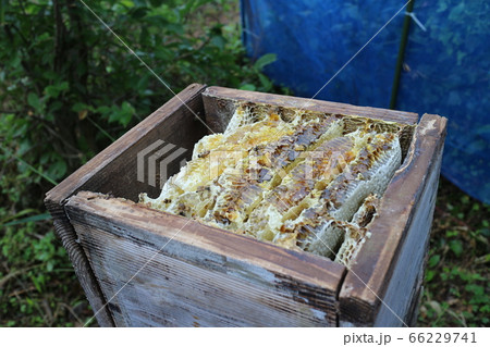 巣蜜 ミツバチ 日本ミツバチの蜂蜜採取作業実写 素材 背景 巣蜜 ミツバチ 日本ミツバチの蜂蜜採取作業実写 素材 背景 66229741