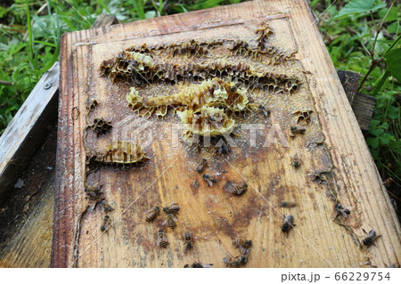 蜂箱の蓋 ミツバチ 日本ミツバチの蜂蜜採取作業実写 素材 背景の写真素材