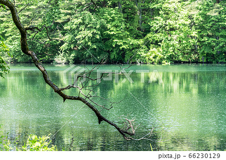 五色沼自然探勝路の新緑風景 柳沼の水面 福島県北塩原村 五色沼自然探勝路の新緑風景 柳沼の水面 福島県北塩原村 66230129