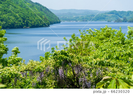 初夏の磐梯吾妻レークラインの風景　秋元湖湖畔に咲く藤の花　福島県猪苗代町 66230320